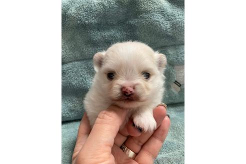 成約済の大阪府のポメラニアン-208354の9枚目