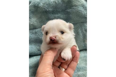 成約済の大阪府のポメラニアン-208354の7枚目