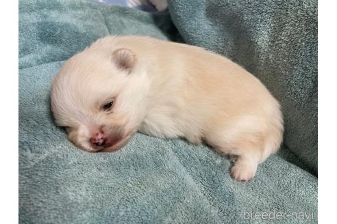 成約済の大阪府のポメラニアン-208354の12枚目