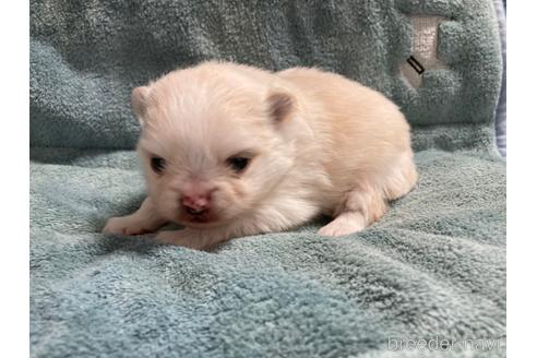 成約済の大阪府のポメラニアン-208354の13枚目