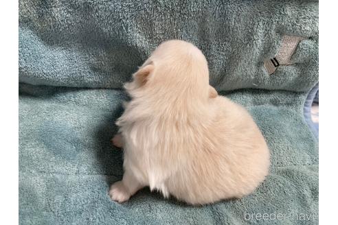 成約済の大阪府のポメラニアン-208354の11枚目