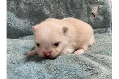 成約済の大阪府のポメラニアン-208354の14枚目