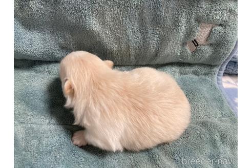 成約済の大阪府のポメラニアン-208354の15枚目