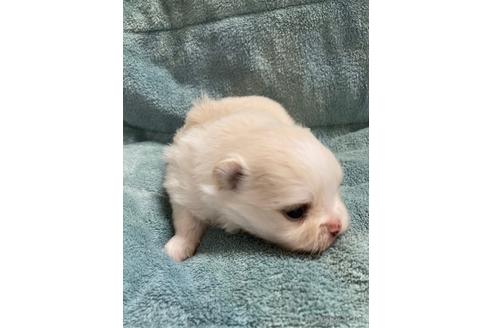 成約済の大阪府のポメラニアン-208354の10枚目