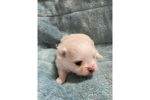 成約済の大阪府のポメラニアン-208354の4枚目