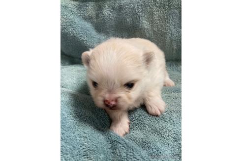 成約済の大阪府のポメラニアン-208354の6枚目