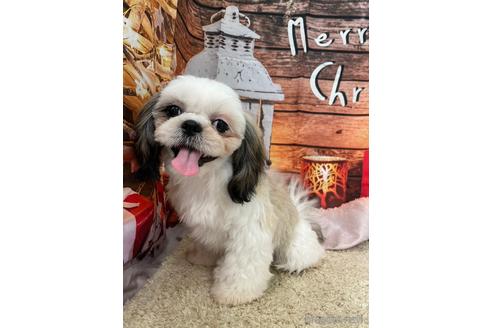 成約済の大阪府のシーズー-208358の11枚目