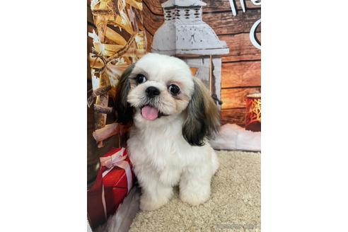 成約済の大阪府のシーズー-208358