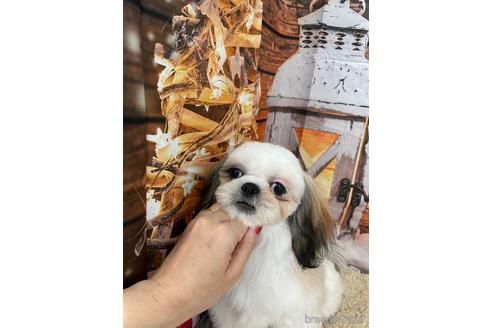 成約済の大阪府のシーズー-208358の12枚目