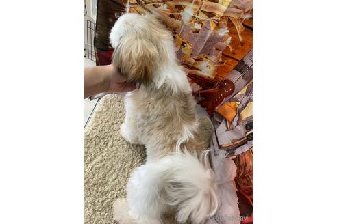 成約済の大阪府のシーズー-208358の2枚目