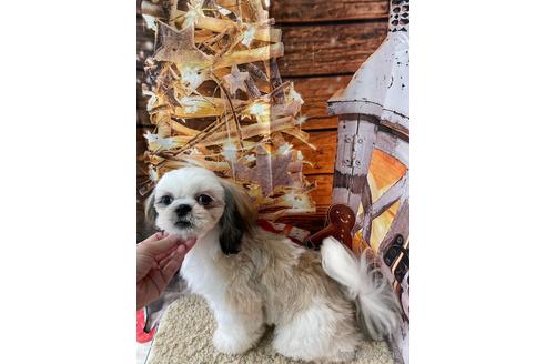 成約済の大阪府のシーズー-208358の3枚目