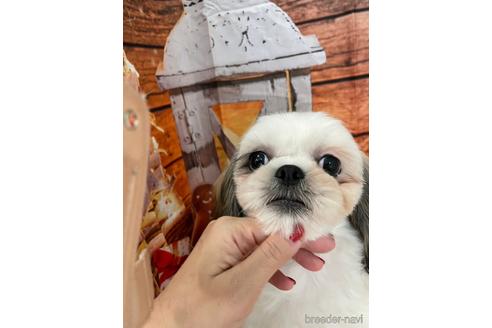 成約済の大阪府のシーズー-208358の4枚目