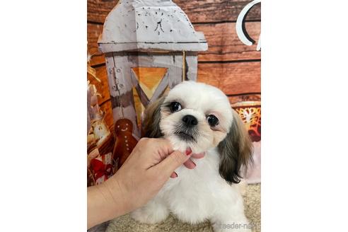 成約済の大阪府のシーズー-208358の5枚目