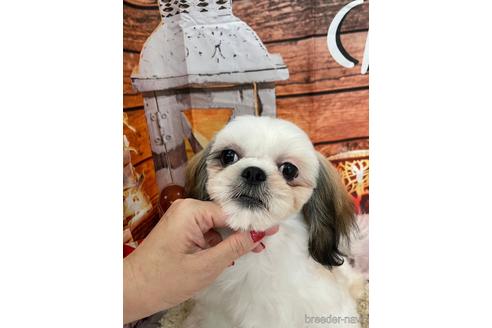 成約済の大阪府のシーズー-208358の6枚目