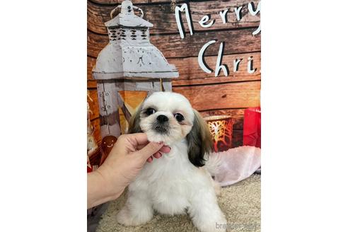 成約済の大阪府のシーズー-208358の7枚目