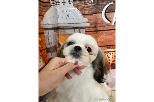 成約済の大阪府のシーズー-208358の8枚目