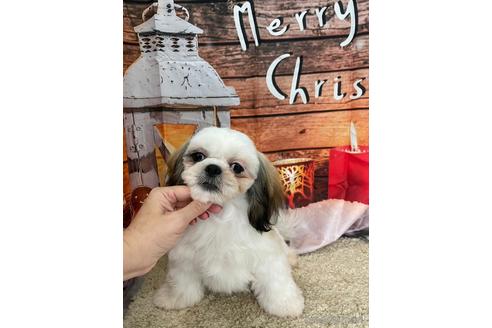 成約済の大阪府のシーズー-208358の10枚目