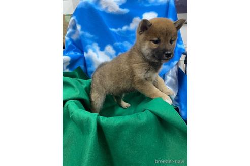成約済の佐賀県の豆柴-208384の2枚目