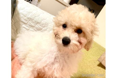 成約済の東京都のミックス犬-194278の19枚目