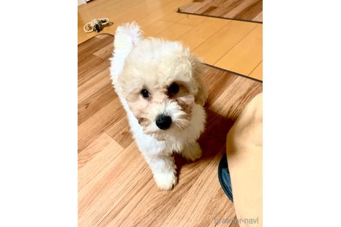 成約済の東京都のミックス犬-194278の18枚目