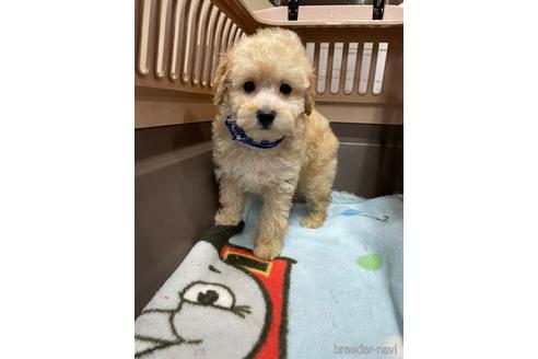成約済の愛媛県のタイニープードル-208417の1枚目