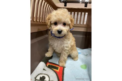成約済の愛媛県のタイニープードル-208417の2枚目