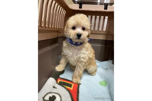 成約済の愛媛県のタイニープードル-208417の3枚目