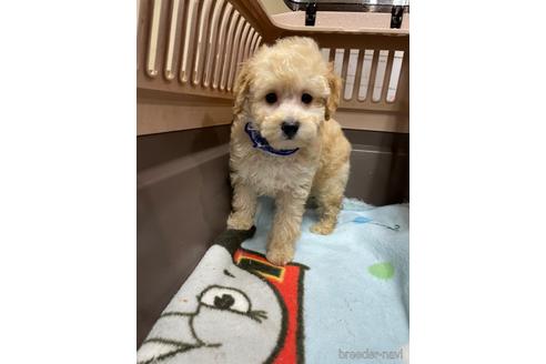 成約済の愛媛県のタイニープードル-208417の4枚目