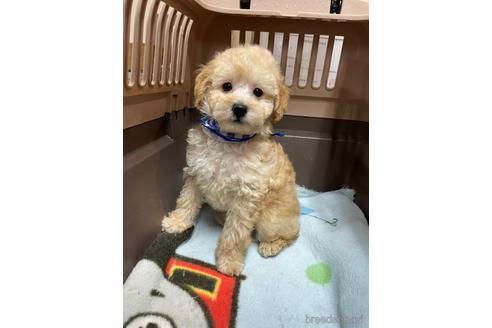 成約済の愛媛県のタイニープードル-208417の5枚目