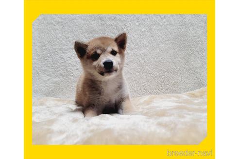 成約済の岡山県の柴犬-201642の1枚目