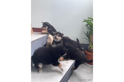 成約済の茨城県の柴犬-208455の3枚目