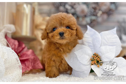 成約済の愛知県のタイニープードル-208559の9枚目