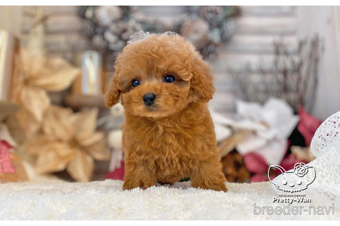 成約済の愛知県のタイニープードル-208559の8枚目