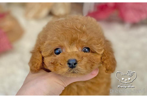 成約済の愛知県のタイニープードル-208559の7枚目