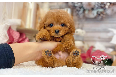 成約済の愛知県のタイニープードル-208559の4枚目