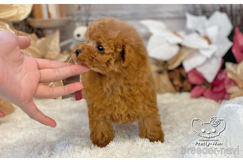 成約済の愛知県のタイニープードル-208559の5枚目