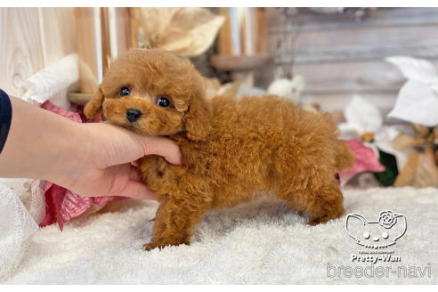 成約済の愛知県のタイニープードル-208559の6枚目