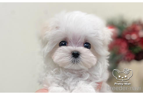 成約済の愛知県のマルチーズ-208561の1枚目