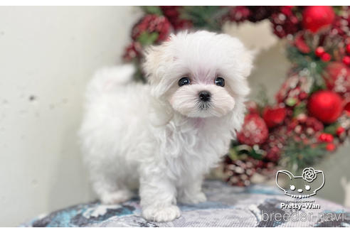 成約済の愛知県のマルチーズ-208561の3枚目