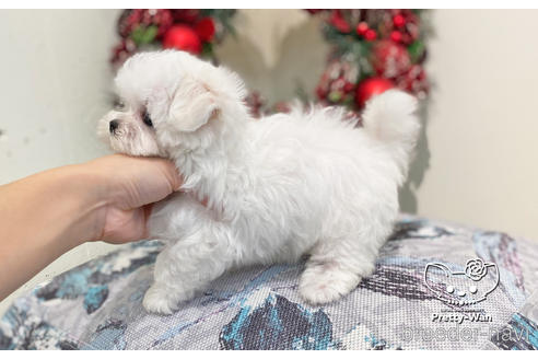 成約済の愛知県のマルチーズ-208561の4枚目