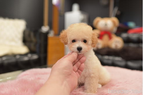成約済の茨城県のタイニープードル-206133の1枚目