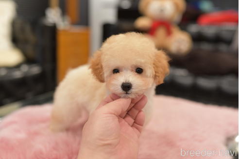 成約済の茨城県のタイニープードル-206133の3枚目