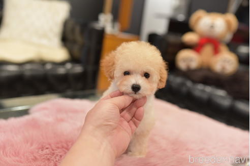 成約済の茨城県のタイニープードル-206133の2枚目