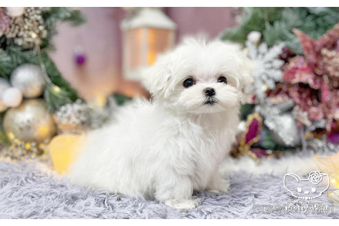 成約済の愛知県のマルチーズ-208584の4枚目