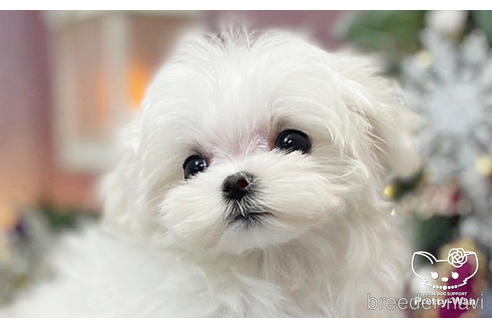 成約済の愛知県のマルチーズ-208584の1枚目