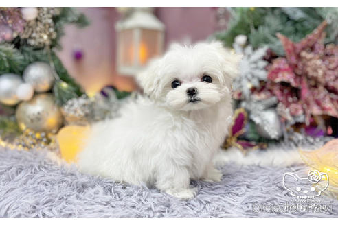 成約済の愛知県のマルチーズ-208584の5枚目