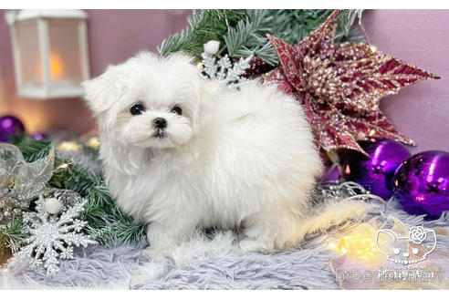 成約済の愛知県のマルチーズ-208584の3枚目