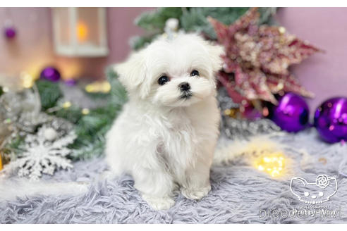 成約済の愛知県のマルチーズ-208584の2枚目