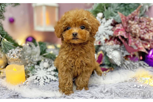 成約済の愛知県のタイニープードル-208585の2枚目