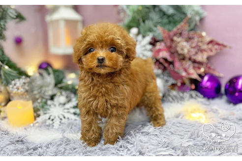 成約済の愛知県のタイニープードル-208585の3枚目